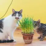 Plantas seguras para gatos: conheça espécies que não oferecem riscos