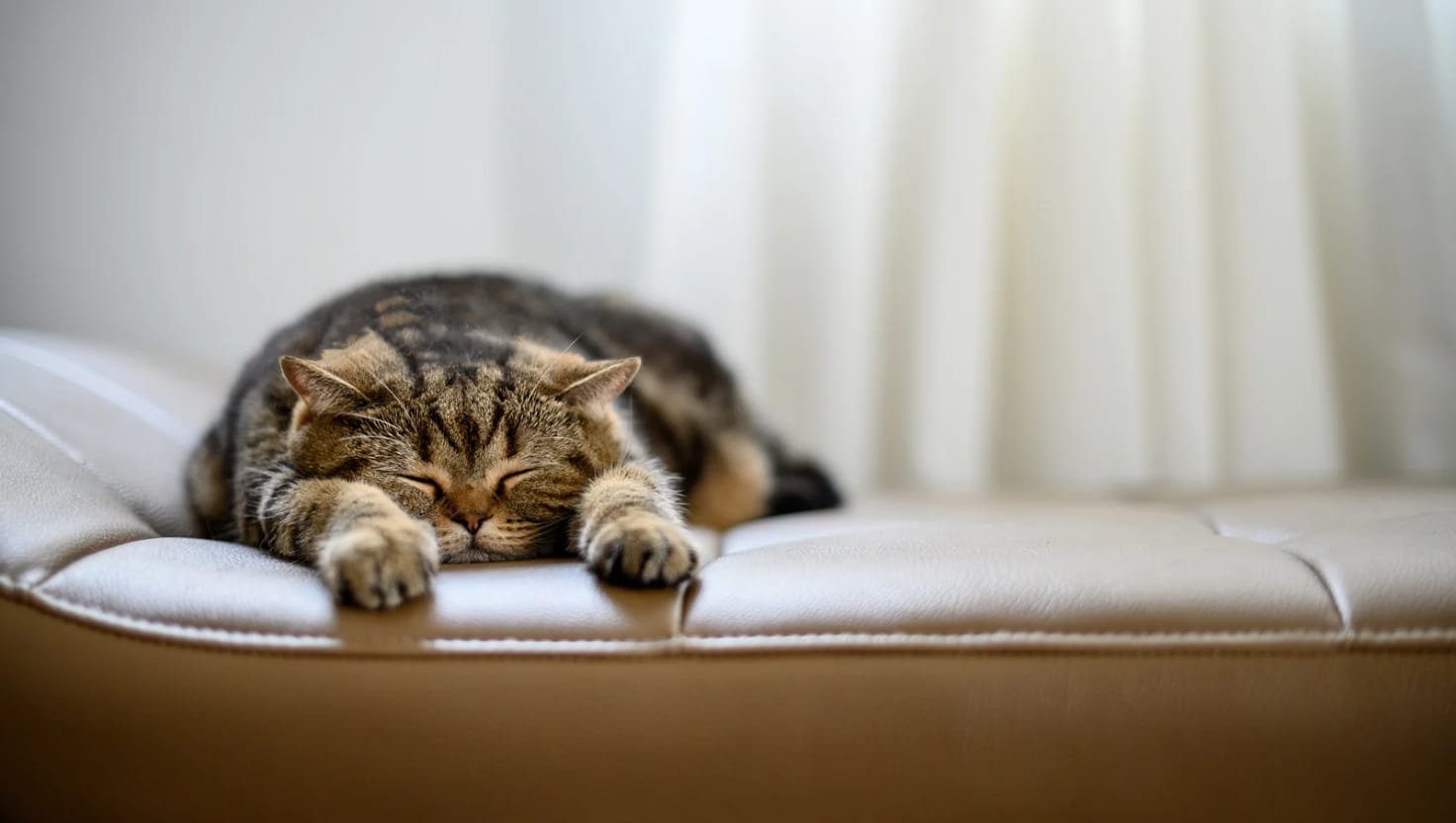 por que gatos dorme tanto